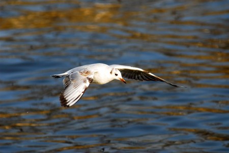 Seagull 02 - Petr Nikl fotograf Praha